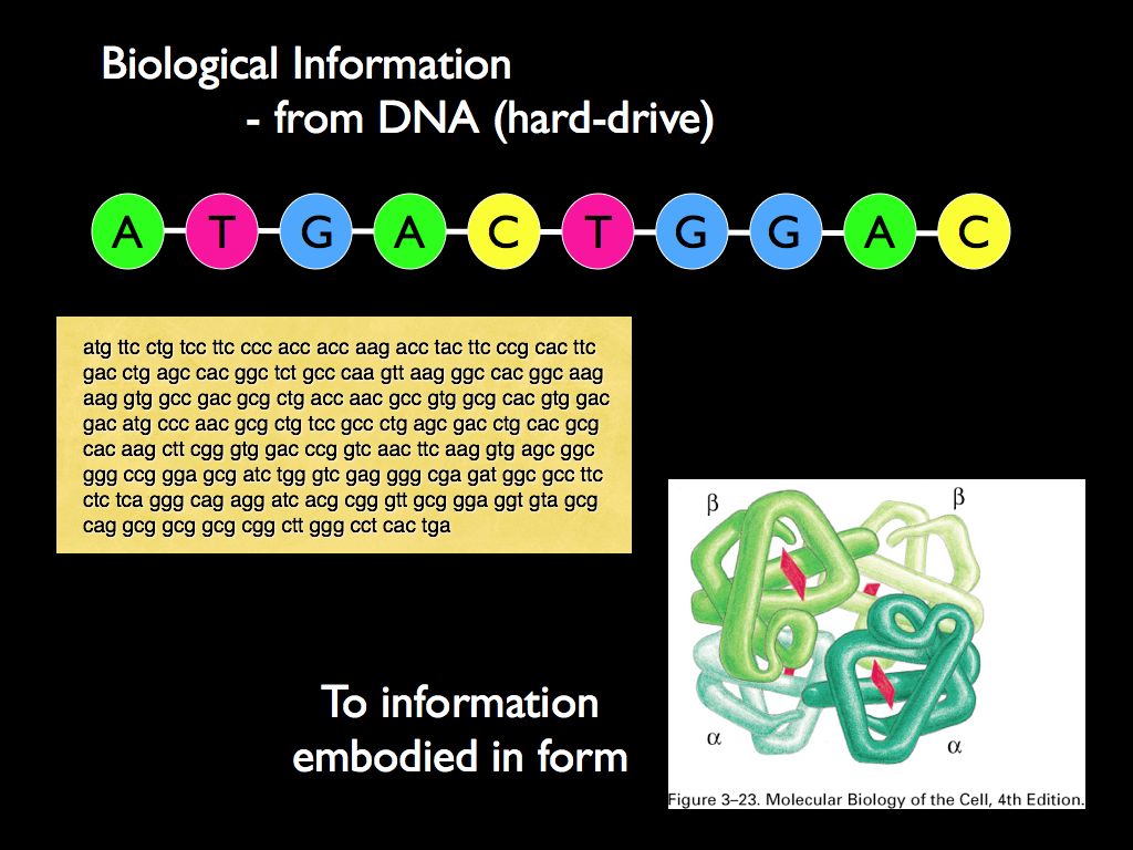 biological information