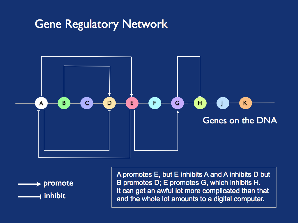 Gene regulation network