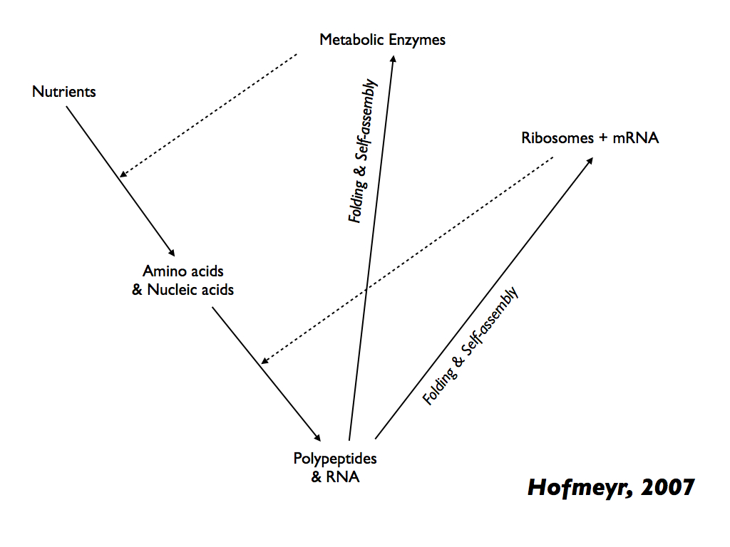 Hofmeyr-2007 autopoietic system
