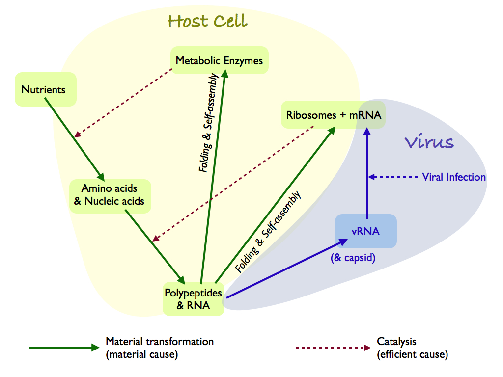 Vius-Life Diagram