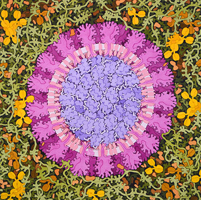 Coronavirus by David Goodsell